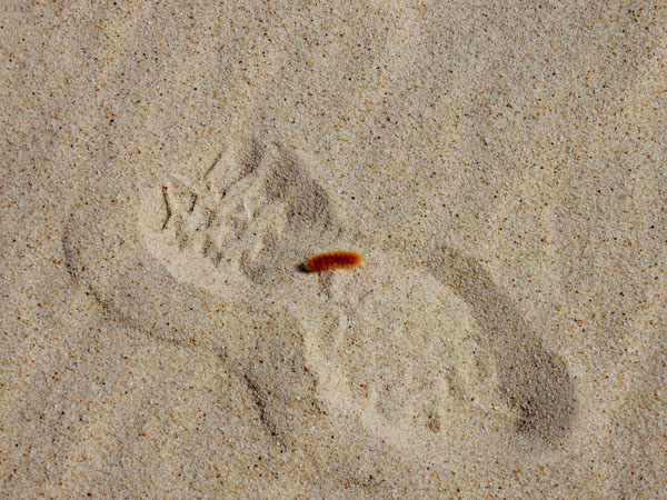 fuzzy caterpillar in sand