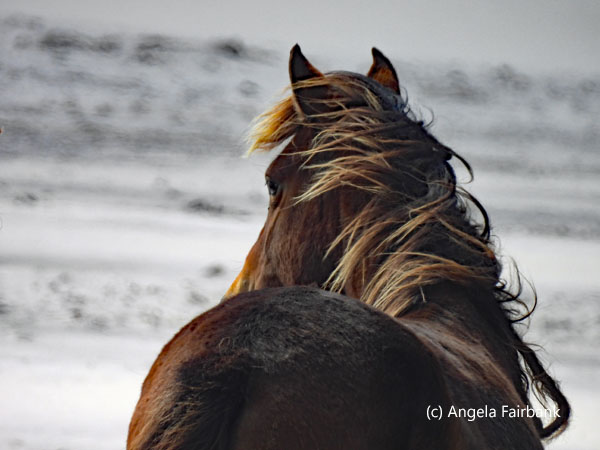 brown horse from back 1
