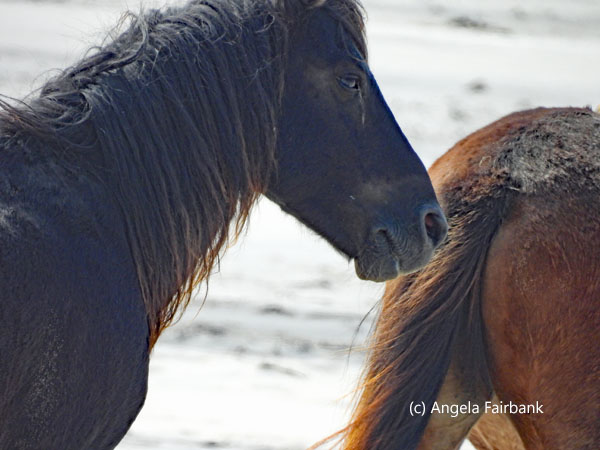 black horse and rump of brown horse
