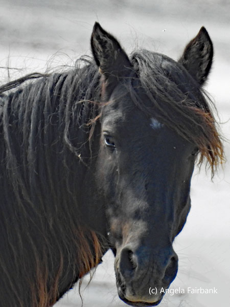 black horse face