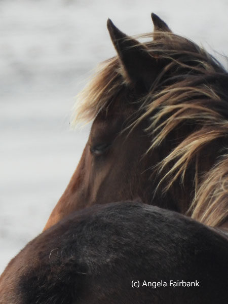 brown horse from back 2
