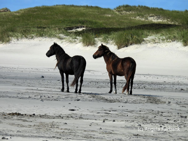 2 horses in mid distance