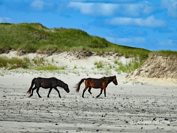two horses walking