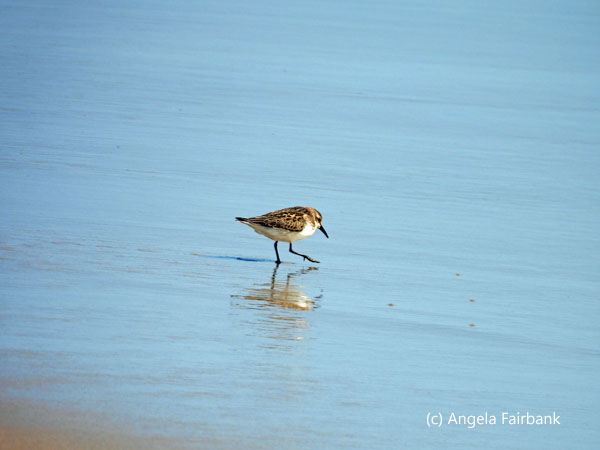 sanderling walking in water