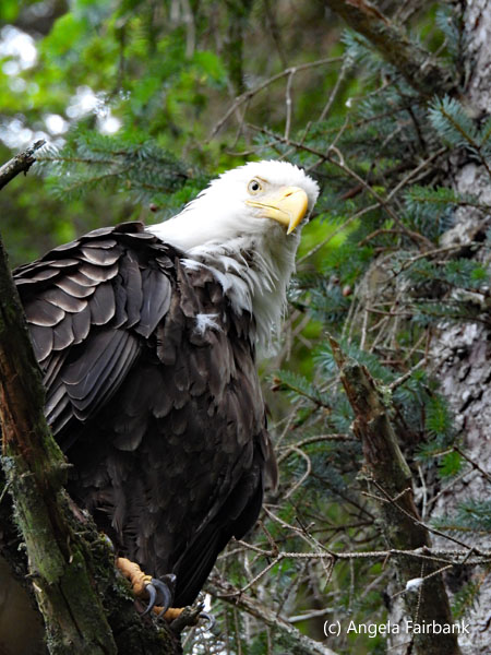 bald eagle in tree 2