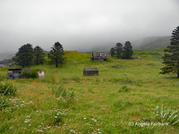 scene of several abandoned houses and a few trees