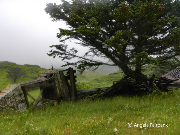 tumbled down structure by large tree