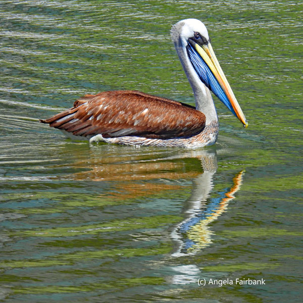 Peruvian pelican