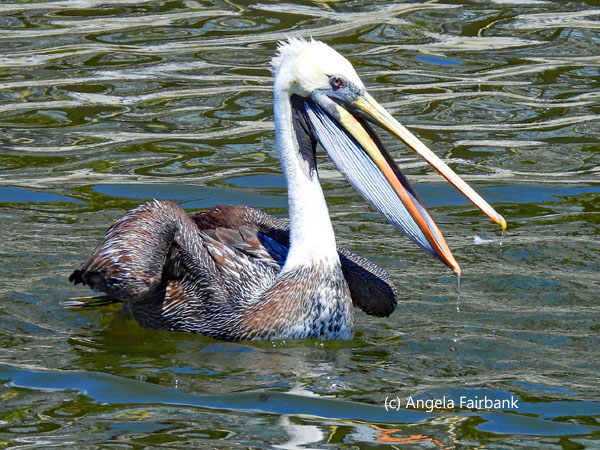 Peruvian pelican