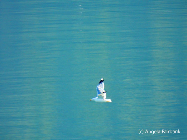 seagull