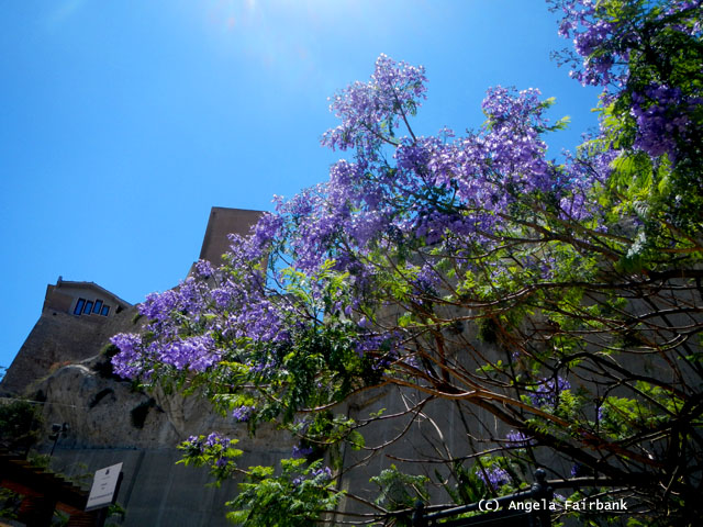 jacaranda tree