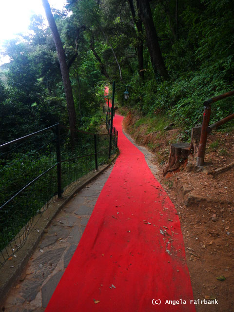 red carpet through the woods