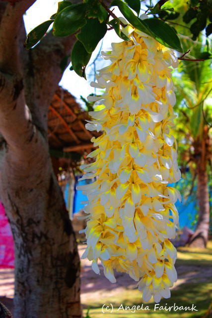 Dravuni Island, Fiji, copyright Angela Fairbank