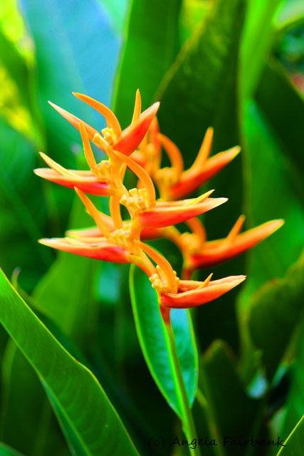 Noumea, New Caledonia, copyright Angela Fairbank