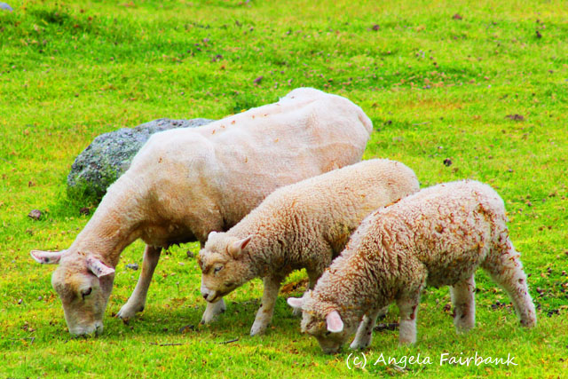 Tauranga, New Zealand, copyright Angela Fairbank