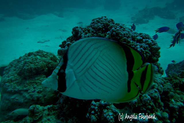 Angel fish, Bora Bora, French Polynesia, copyright Angela Fairbank