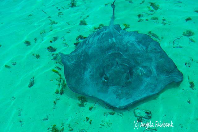 Sting ray, Moorea, French Polynesia, copyright Angela Fairbank