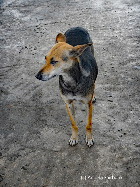 dog at gas station