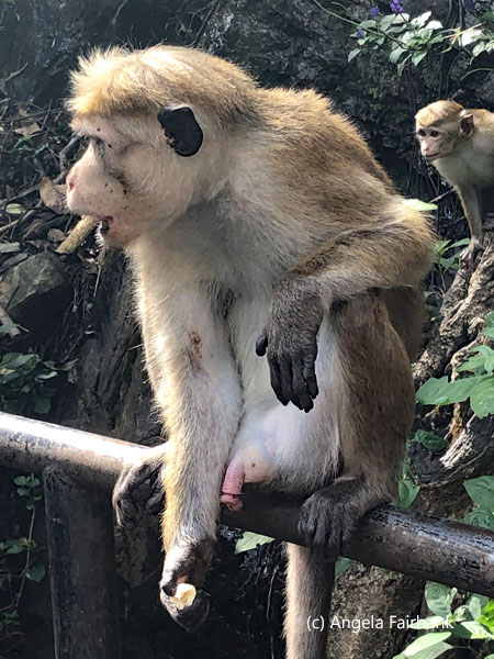 macaque monkey 2