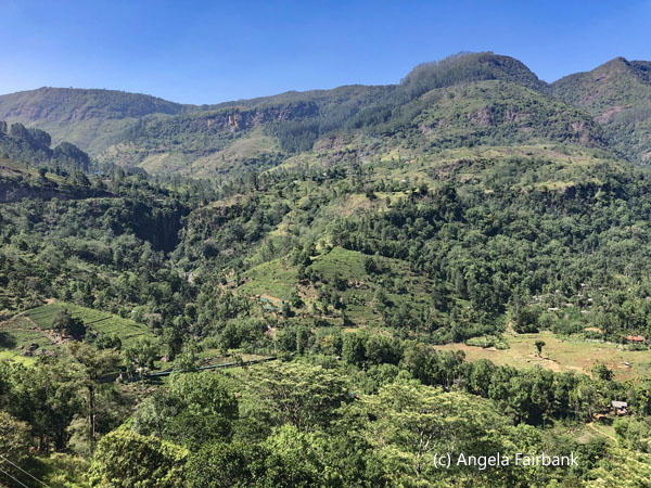 valley near tea factory 6
