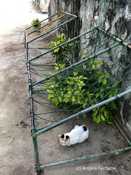 coir seats and cat