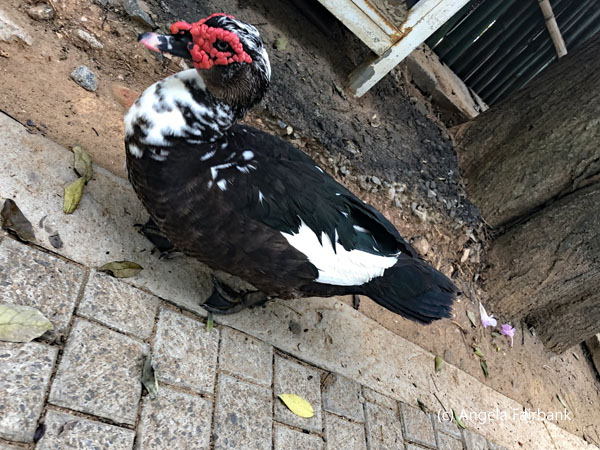duck