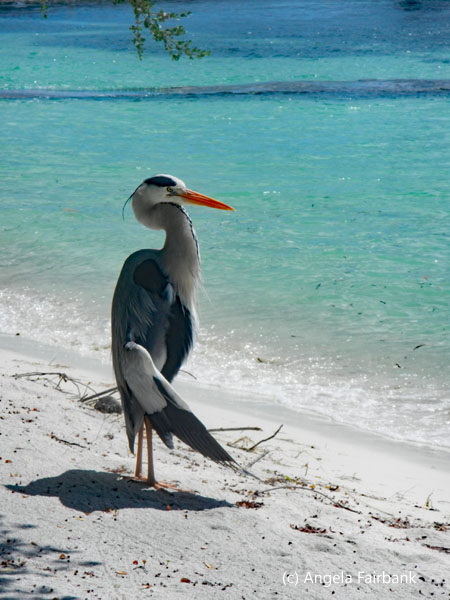 grey heron on the resort beach