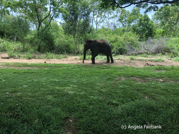 elephant on grass