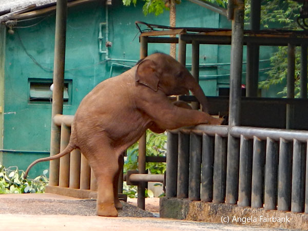 baby elephant waiting for milk
