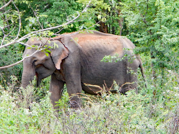 emaciated wild elephant adult