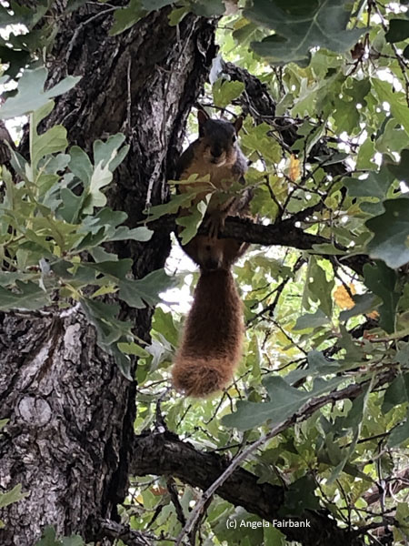 squirrel